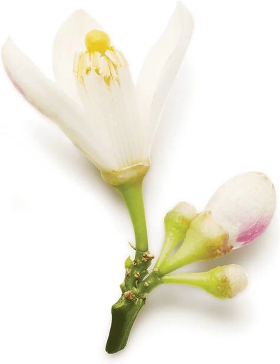 Giorgio Armani Code 30 Ml - Eau De Parfum - Damesparfum 10 Giorgio Armani Code 30 Ml - Eau De Parfum - Damesparfum - Afbeelding 8